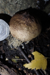 Scleroderma verrucosum