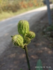 Sonchus arvensis