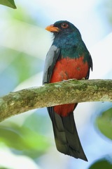 Trogon massena