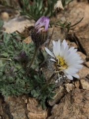 Erigeron vagus