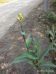 Sonchus arvensis