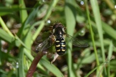 Metasyrphus