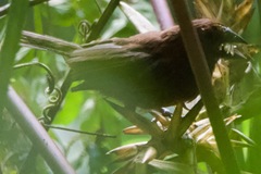 Cyanoloxia cyanoides