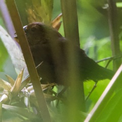 Cyanoloxia cyanoides