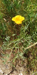 Eschscholzia californica