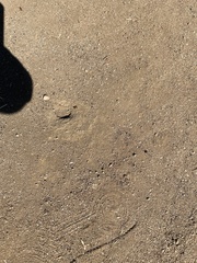 Pogonomyrmex californicus