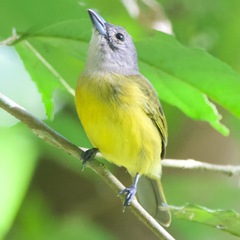 Loriotus luctuosus