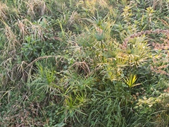 Cyperus alternifolius
