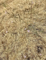 Epilobium brachycarpum