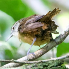 Cantorchilus leucotis