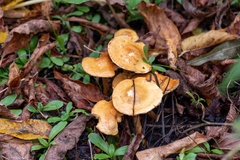 Agaricomycetidae