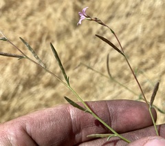 Epilobium brachycarpum