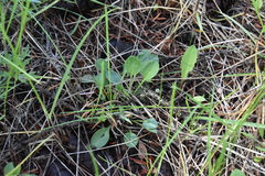 Packera streptanthifolia