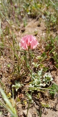 Trifolium polymorphum