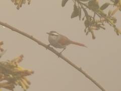 Cranioleuca pyrrhophia