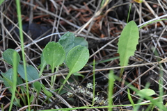 Packera streptanthifolia