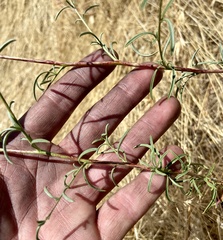 Epilobium brachycarpum