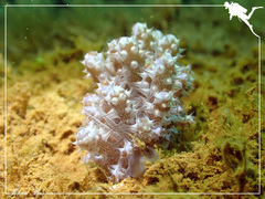 Phyllodesmium koehleri
