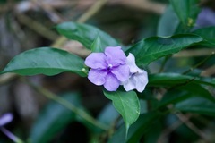 Brunfelsia