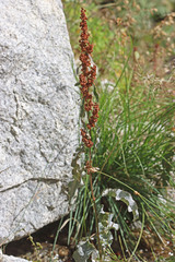 Rumex crispus crispus