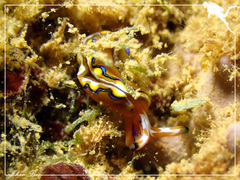 Thuridilla multimarginata