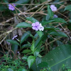 Brunfelsia
