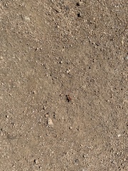 Pogonomyrmex californicus