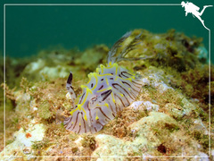 Halgerda willeyi