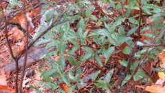Ceanothus americanus