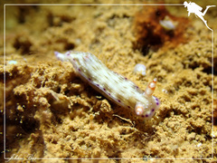 Hypselodoris skyleri