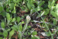 Antennaria howellii