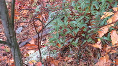 Ceanothus americanus