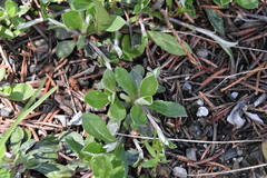 Antennaria howellii