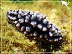 Phyllidiella