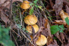Agaricomycetidae