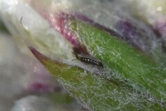 Thysanoptera