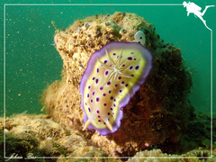 Goniobranchus kuniei