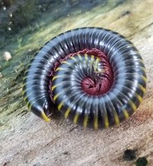Anadenobolus monilicornis