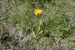 Taraxacum