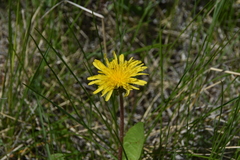 Taraxacum