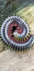 Anadenobolus monilicornis