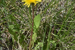Taraxacum