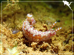 Hypselodoris decorata