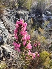 Erica tegulifolia