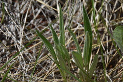 Antennaria anaphaloides