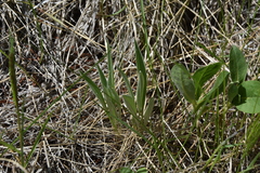 Antennaria anaphaloides