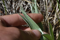 Antennaria anaphaloides