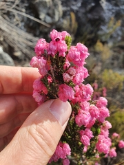 Erica tegulifolia