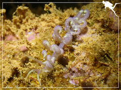 Phyllodesmium macphersonae