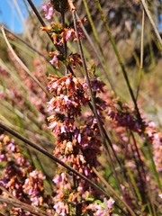 Erica intervallaris